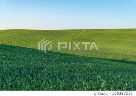 A vast area of wheat fills the field with uniform growth under the bright sky. Rows show the agricultural activity in the area A vast area of wheat fills the field with uniform growth under the bright sky. Rows show the agricultural activity in the area 139387217