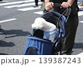 バギーに乗っている白い犬 139387243