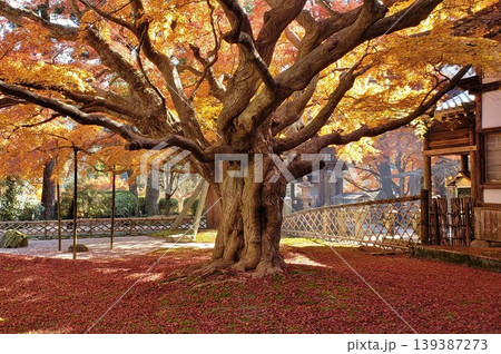 糸島市 雷山千如寺 紅葉の大楓 糸島市 雷山千如寺 紅葉の大楓 139387273