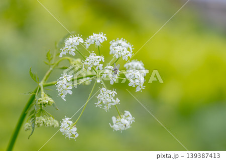 春に咲くシャクの花と受粉を手伝うハエ ‐wild chervil‐ 春に咲くシャクの花と受粉を手伝うハエ ‐wild chervil‐ 139387413