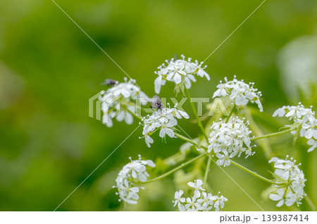 春に咲くシャクの花と受粉を手伝うハエ ‐wild chervil‐ 春に咲くシャクの花と受粉を手伝うハエ ‐wild chervil‐ 139387414