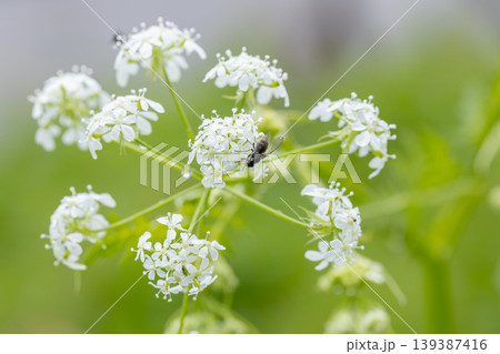 春に咲くシャクの花と受粉を手伝うハエ ‐wild chervil‐ 春に咲くシャクの花と受粉を手伝うハエ ‐wild chervil‐ 139387416
