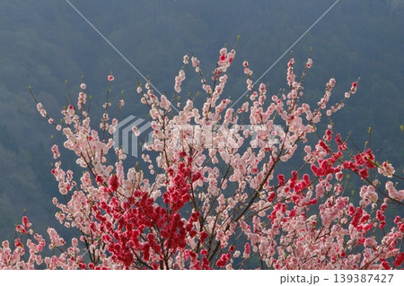 光り輝くピンクと赤の花桃の木 139387427