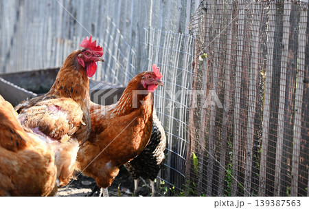 Free range Chicken on a farm during the summertime Free range Chicken on a farm during the summertime 139387563