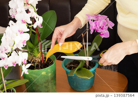 A yellowed, dried orchid leaf due to improper plant care, leaf pruning A yellowed, dried orchid leaf due to improper plant care, leaf pruning 139387564