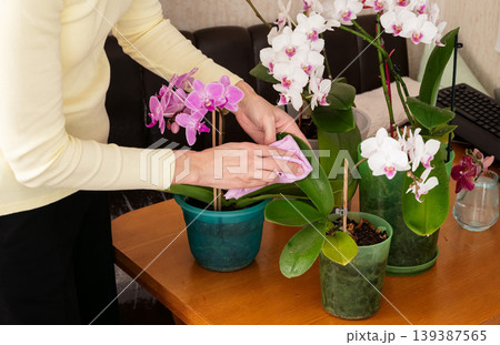 Cleaning the leaves from the old lady. Take care of orchids. Wipe leaves from dust, shine leaves. Cleaning the leaves from the old lady. Take care of orchids. Wipe leaves from dust, shine leaves. 139387565