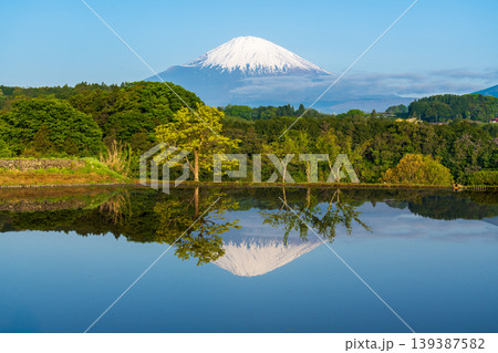 小山町竹之下の水田に映る富士山 小山町竹之下の水田に映る富士山 139387582