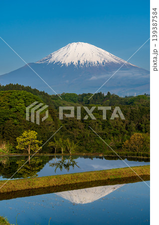 小山町竹之下の水田に映る富士山 小山町竹之下の水田に映る富士山 139387584