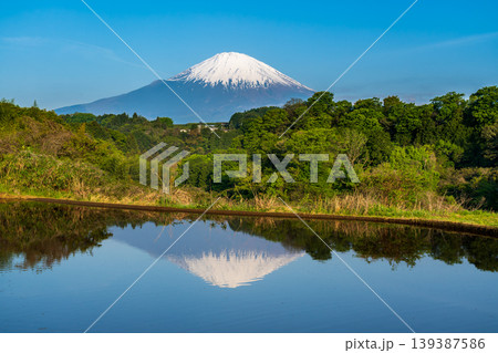 小山町竹之下の水田に映る富士山 139387586