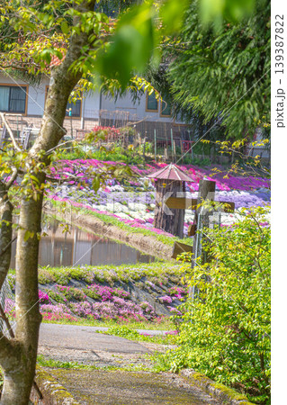 新緑のフレーム越しに眺める芝桜と池の風景 新緑のフレーム越しに眺める芝桜と池の風景 139387822