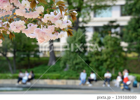 和田倉噴水公園の八重桜とベンチ座って寛ぐ人々 和田倉噴水公園の八重桜とベンチ座って寛ぐ人々 139388080