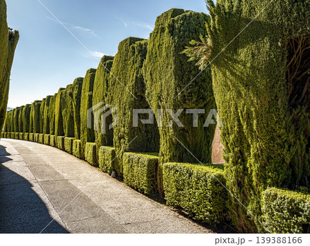 Manicured Arched Hedge Alley in Formal Garden With Trimmed Topiary, Alhambra, Granada, Spain Manicured Arched Hedge Alley in Formal Garden With Trimmed Topiary, Alhambra, Granada, Spain 139388166