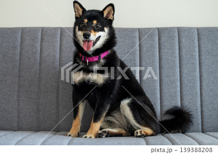 A portrait of a black Shiba Inu sitting on a sofa. A portrait of a black Shiba Inu sitting on a sofa. 139388208