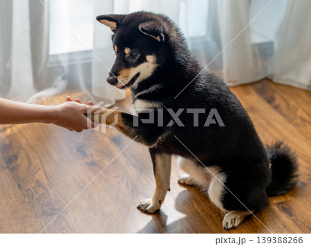 Shiba Inu dog giving paw for treat during training at home, pet obedience concept Shiba Inu dog giving paw for treat during training at home, pet obedience concept 139388266