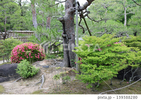 春の公園の庭園風景 春の公園の庭園風景 139388280