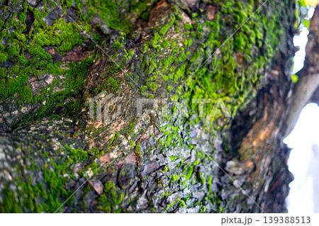 Green Moss Texture on Tree Trunk Near Pantai Sawarna Green Moss Texture on Tree Trunk Near Pantai Sawarna 139388513
