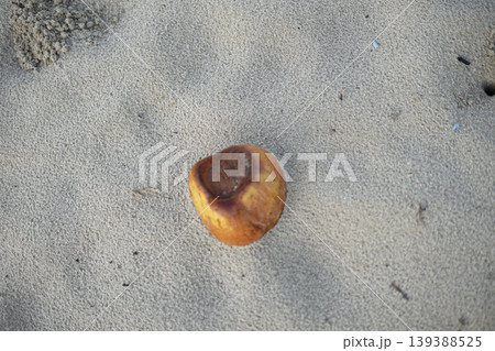 Aged Coconut on Sand at Pantai Sawarna Aged Coconut on Sand at Pantai Sawarna 139388525