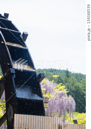 水車と藤の花、風情ある日本の初夏の風景 139388539