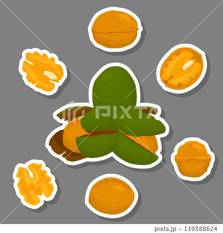 Illustration on theme big set different types walnut in nutshell 139388624