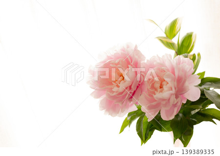 芍薬−シャクヤク B 139389335