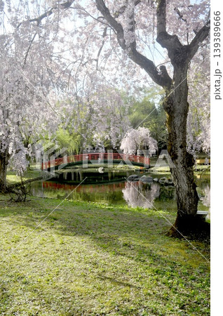 日本 新潟県 越後湯沢 枝垂れ桜 日本 新潟県 越後湯沢 枝垂れ桜 139389666