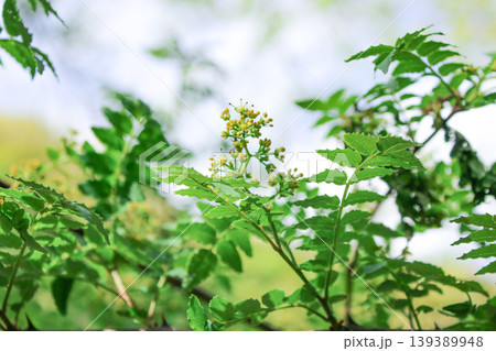 花山椒(ハナサンショウ) 花山椒(ハナサンショウ) 139389948