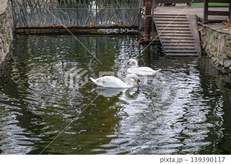 Swans swim in a pond near a wooden bridge Swans swim in a pond near a wooden bridge 139390117
