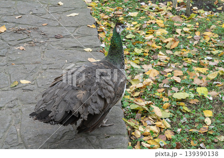 Peacock walking along a path covered with leaves Peacock walking along a path covered with leaves 139390138