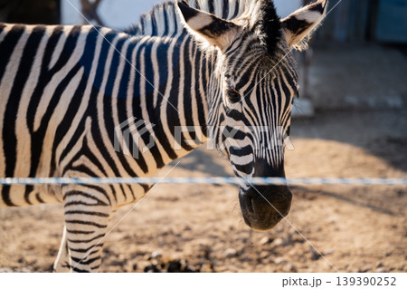 Plains zebra Equus quagga close up portrait standing in zoo enclosure with visible stripes and head detail. Wildlife captivity and animal care Plains zebra Equus quagga close up portrait standing in zoo enclosure with visible stripes and head detail. Wildlife captivity and animal care 139390252