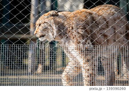 Eurasian lynx walking inside zoo enclosure behind metal fence in daylight close view. Wildlife captivity and conservation Eurasian lynx walking inside zoo enclosure behind metal fence in daylight close view. Wildlife captivity and conservation 139390260