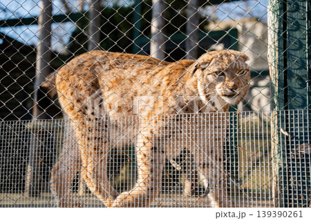Eurasian lynx standing inside zoo enclosure behind metal fence in daylight. Wildlife captivity and conservation Eurasian lynx standing inside zoo enclosure behind metal fence in daylight. Wildlife captivity and conservation 139390261