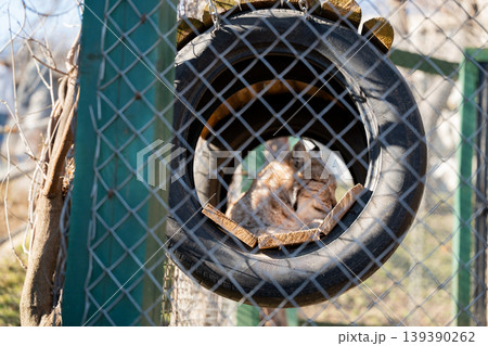 Eurasian lynx resting inside hanging tire enrichment in zoo enclosure behind chain link fence. Wildlife captivity and enrichment 139390262