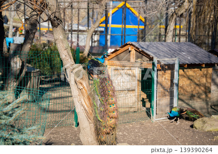 Indian peafowl Pavo cristatus male with long tail feathers perched on tree inside zoo enclosure. Wildlife captivity and animal care Indian peafowl Pavo cristatus male with long tail feathers perched on tree inside zoo enclosure. Wildlife captivity and animal care 139390264