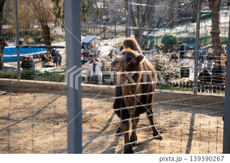 Wild bactrian camel Camelus ferus standing in zoo enclosure behind fence with visitors in background. Wildlife and captivity 139390267