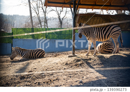 Plains zebra Equus quagga standing and resting with two zebras under shelter in zoo enclosure. Wildlife captivity and animal care Plains zebra Equus quagga standing and resting with two zebras under shelter in zoo enclosure. Wildlife captivity and animal care 139390273