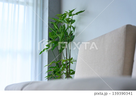 窓辺に観葉植物のある部屋 窓辺に観葉植物のある部屋 139390341