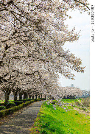 姿川アメニティパークの桜(栃木県下野市) 姿川アメニティパークの桜(栃木県下野市) 139390497