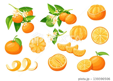Cartoon mandarin fruit. Tangerine orange citrus clementine slice half peel cut segment ripe blossom tree branch leaves whole tropical sweet citron isolated neat vector illustration 139390506