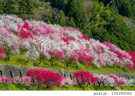 長野県　阿智村　花桃の里 139390560