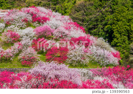 長野県 阿智村 花桃の里 長野県 阿智村 花桃の里 139390563