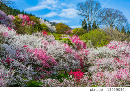 長野県　阿智村　花桃の里 139390564