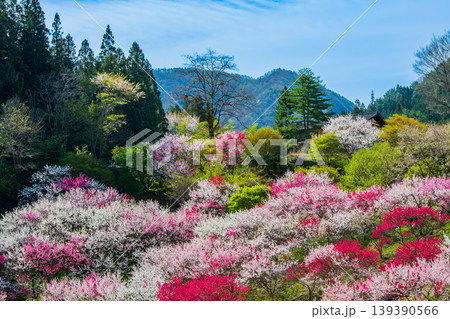 長野県 阿智村 花桃の里 長野県 阿智村 花桃の里 139390566