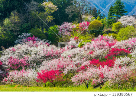 長野県　阿智村　花桃の里 139390567
