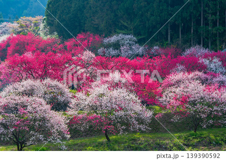 長野県 阿智村 花桃の里 長野県 阿智村 花桃の里 139390592