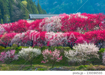 長野県　阿智村　花桃の里 139390593