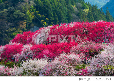 長野県 阿智村 花桃の里 長野県 阿智村 花桃の里 139390594