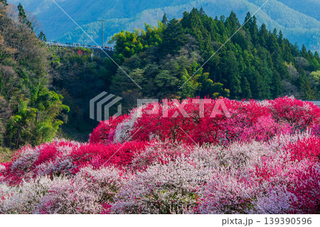 長野県 阿智村 花桃の里 長野県 阿智村 花桃の里 139390596