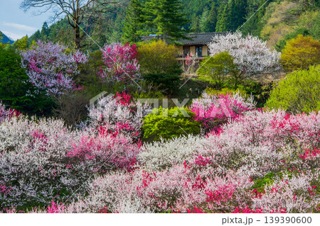 長野県 阿智村 花桃の里 長野県 阿智村 花桃の里 139390600