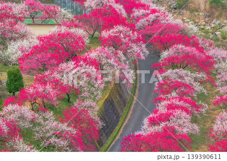 長野県　阿智村　花桃の里 139390611
