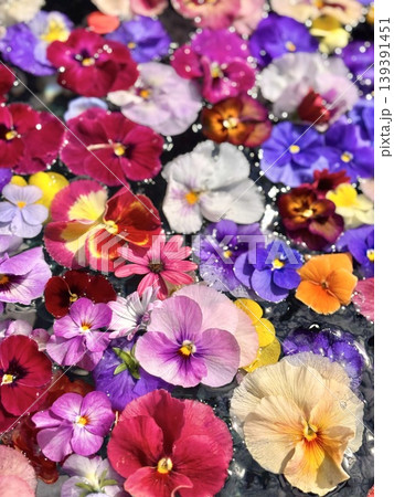 パンジーとビオラの花ちょうず パンジーとビオラの花ちょうず 139391451